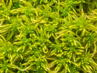 Sphagnum moss, bog moss, quacker moss (peat) in the detail