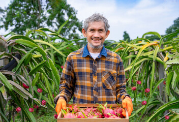 portrait happy asian senior man farmer holding harvested dragon fruits in wooden crate standing in...