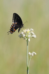 Black buttertfly Palamedes Swallowtail Papilio palamedes on white flower. 