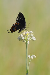 Black buttertfly Palamedes Swallowtail Papilio palamedes on white flower. 