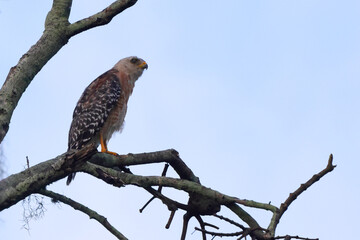 Fototapeta na wymiar Red shoulder hawk perched in tree. 