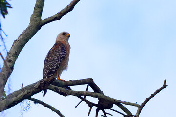 Red shoulder hawk perched in tree. 