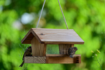 Vogelfutterhaus aus Holz mit Haussperling und Spatz Vogelfütterung, Holzvogelhaus, Fütterung für Vögel