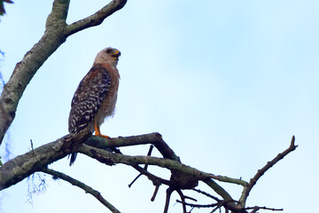 Red shoulder hawk perched in tree. 