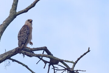 Red shoulder hawk perched in tree. 