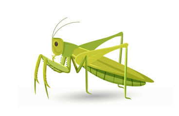 Cute grasshopper concept. Green insect with many paws. Wild life and ecosystem, zoology. Poster or banner for website. Cartoon flat vector illustration isolated on white background