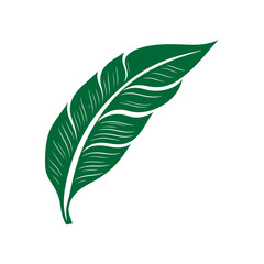 tropical leaf