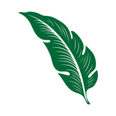 tropical leaf