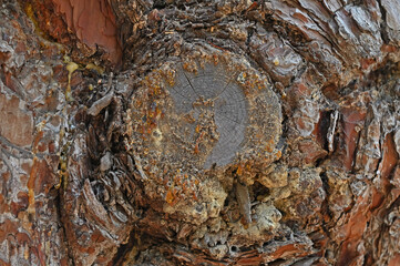 Resin on a red pine tree.
