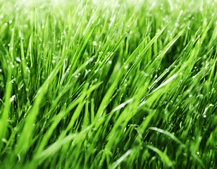 Fototapeta na wymiar Beautiful nature floral background design with green grass