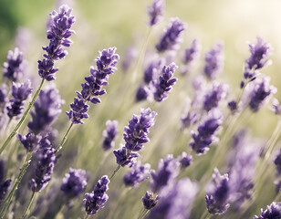 Obraz premium Beautiful nature floral background design with lavender flowers