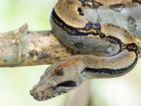 An adult Central American boa (Boa imperator) during the day, Caletas, Costa Rica, Central America