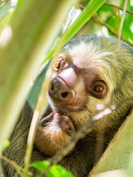 An adult mother and her young Hoffmann's two-toed sloth (Choloepus hoffmanni) in a tree at Playa Blanca, Costa Rica, Central America