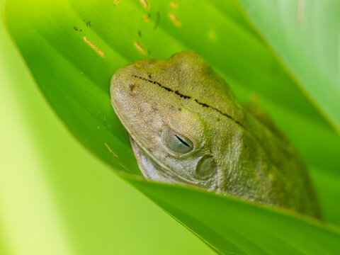 An adult Rosenberg's gladiator treefrog (Hypsiboas rosenbergi) in a leaf during the day, Rio Seco, Costa Rica, Central America