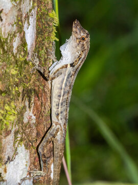 An adult border anole (Anolis limifrons) shedding its skin in a tree at Playa Blanca, Costa Rica, Central America