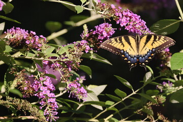 Yellow butterfly on flower, Eastern Tiger Swallowtail. 