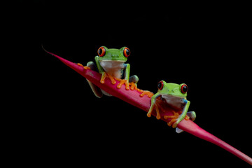Red-eyed tree frogs isolated on black background