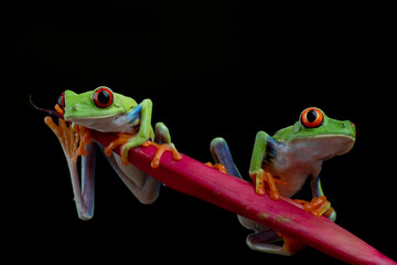 Red-eyed tree frogs isolated on black background