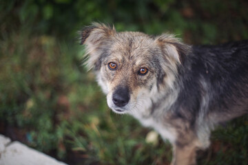 Homeless abandoned stray dog ​​with very sad smart eyes. A young Homeless abandoned stray dog. Dog abandoned on the street, animal abuse, loneliness.