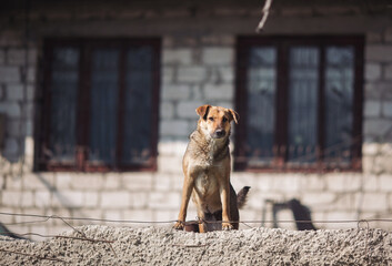 Homeless abandoned stray dog ​​with very sad smart eyes. A young Homeless abandoned stray dog. Dog abandoned on the street, animal abuse, loneliness.