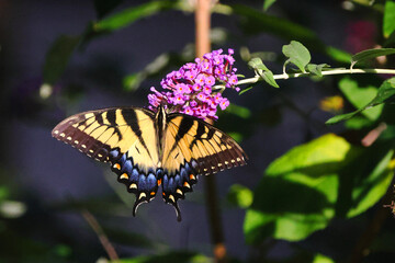 Yellow butterfly on flower, Eastern Tiger Swallowtail. 