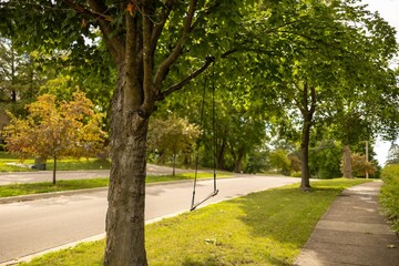 Swing hanging from a tree on a tree lined suburb street