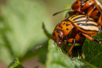 Colorado potato beetles mating on the leaves of green potatoes.