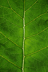 Green leaf texture closeup background, macro photo