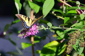 Yellow butterfly on flower, Eastern Tiger Swallowtail. 