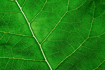 Green leaf texture closeup background, macro photo