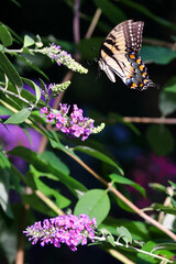 Yellow butterfly on flower, Eastern Tiger Swallowtail. 