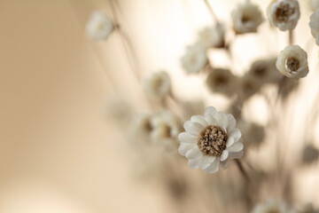 Dry flowers on beige background 