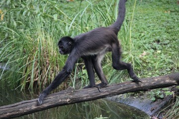 Geoffroy's spider monkey (Ateles geoffroyi), also known as the black-handed spider monkey