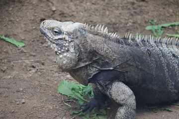 The Iguanidae in the zoo