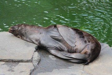 Sea lion sleeping on its back