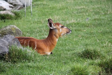 sitatunga (Tragelaphus spekii) or marshbuck