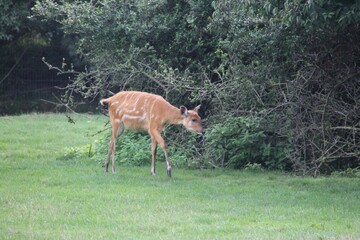 sitatunga (Tragelaphus spekii) or marshbuck