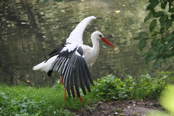 A white stork (Ciconia ciconia)