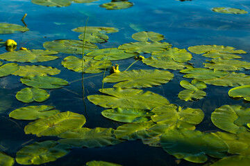 Seerosen im Tegernsee