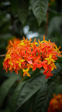 orange flowers in the garden