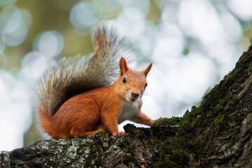 Red Squirrel climbing up in a tree...