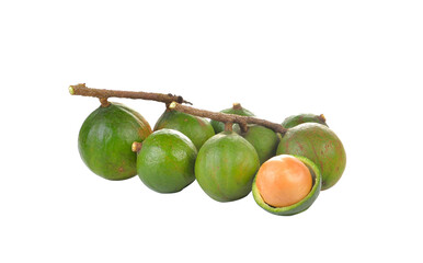 Fresh macadamia nuts on    transparent png