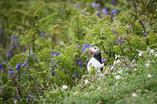 Atlantic Puffin in bracken and bluebells, United Kingdom