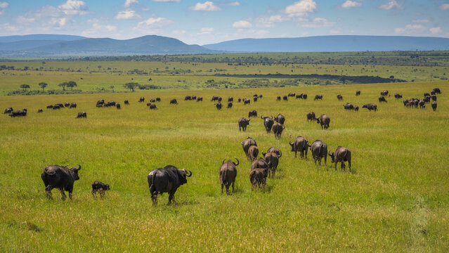 Buffalo (Bubalus Bubalis) (Syncerus caffer), Maasai Mara, Mara North, Kenya, East Africa, Africa