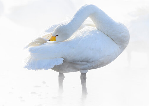 Whooper Swan (Cygnus cygnus), Kussaro Lake, Hokkaido, Japan, Asia