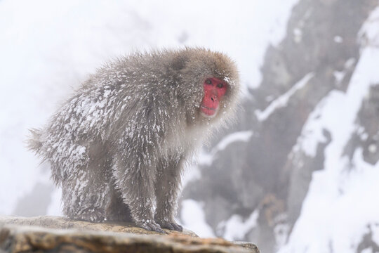 Japanese Macaque (Macaca fuscats), Nagano, Japan, Asia