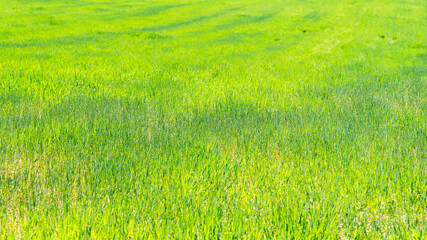 Obraz na płótnie Canvas Paisaje de una pradera con hierba verde en primavera