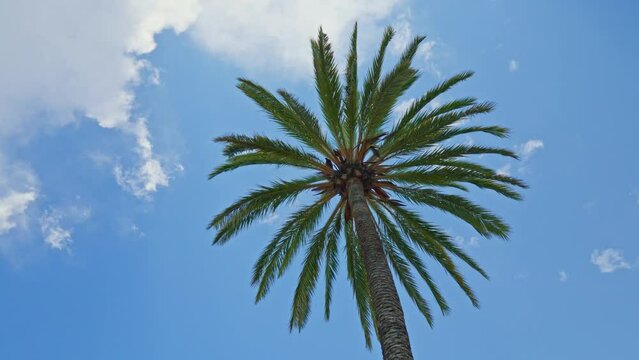 The crown of a palm tree against a cloudy sky