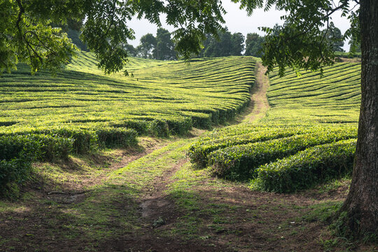 Tea plantation field lines on Sao Miguel island, Azores Islands, Portugal, Atlantic