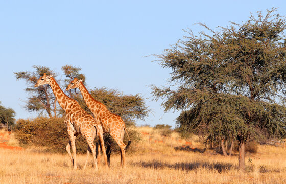 Fototapeta Giraffe, Bagatelle Game Reserve, Namibia, Africa